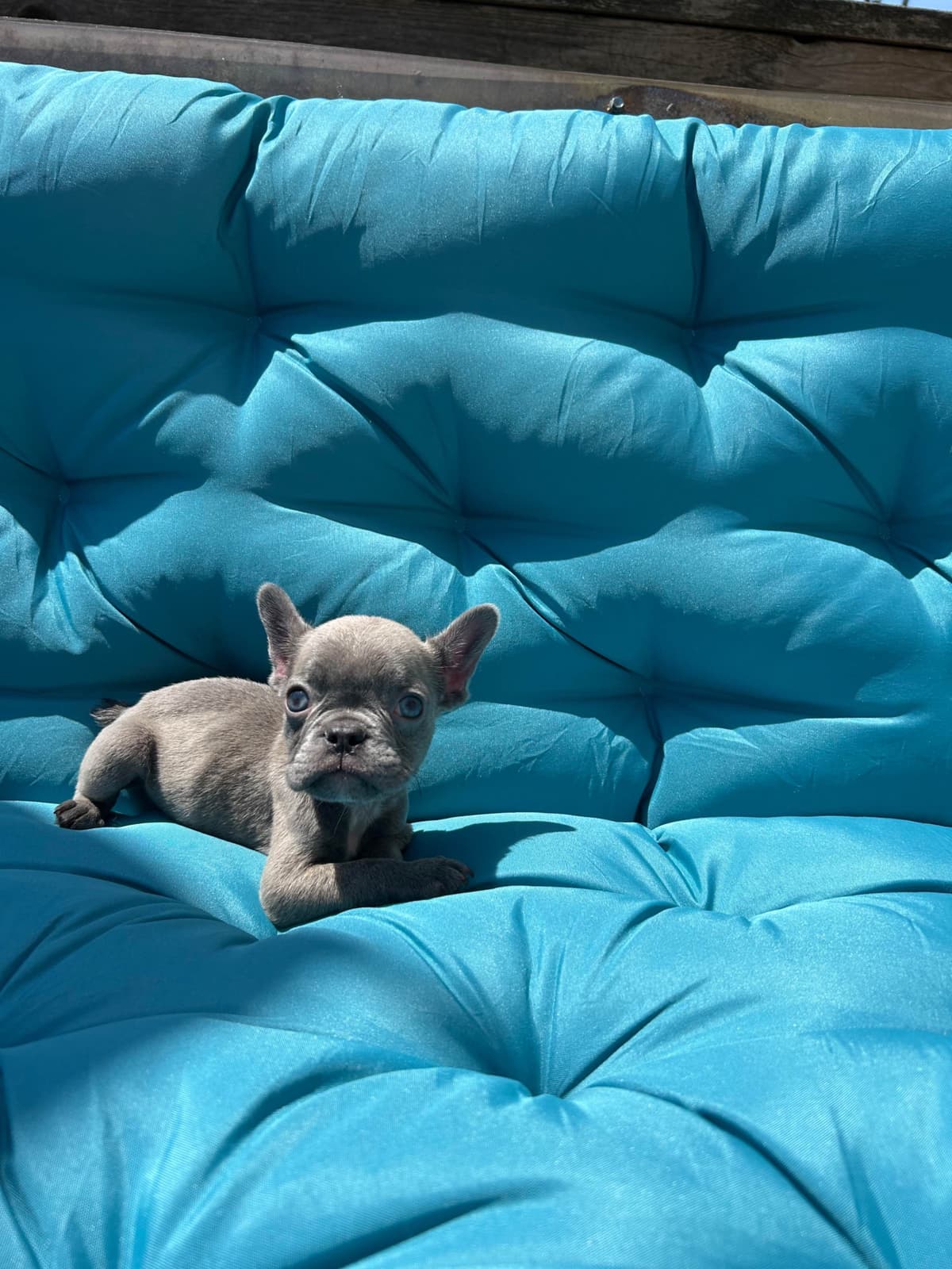 French Bulldog Puppies breeder image 5