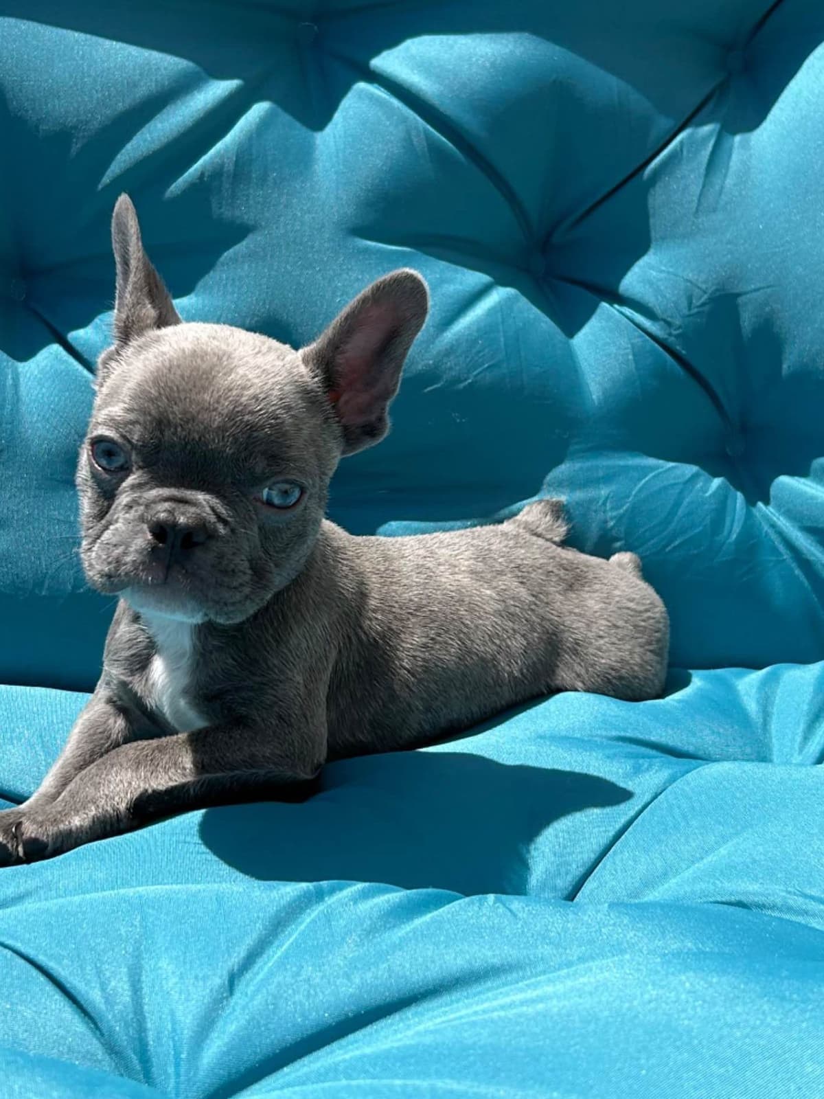 French Bulldog Puppies breeder image 6