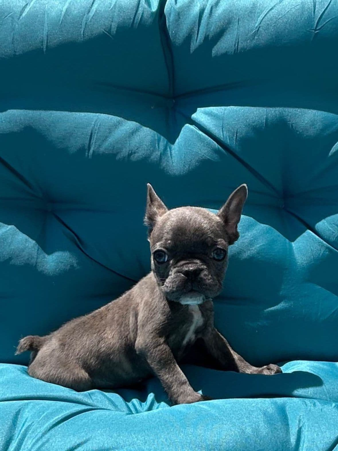 French Bulldog Puppies breeder image 7
