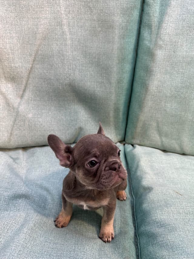 French Bulldog Puppies media 2