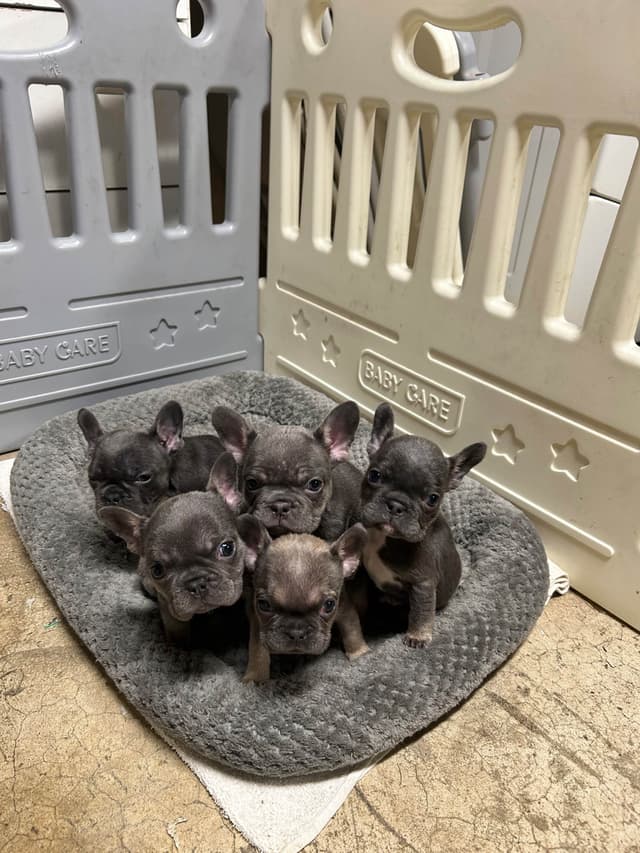 French Bulldog Puppies media 3