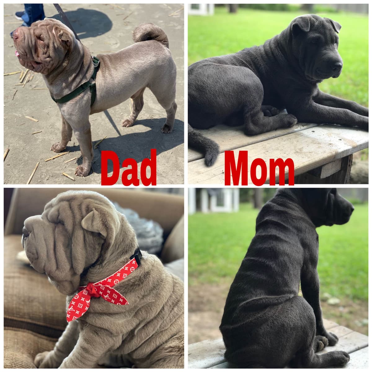 Chinese Shar-Pei Puppies breeder image 1