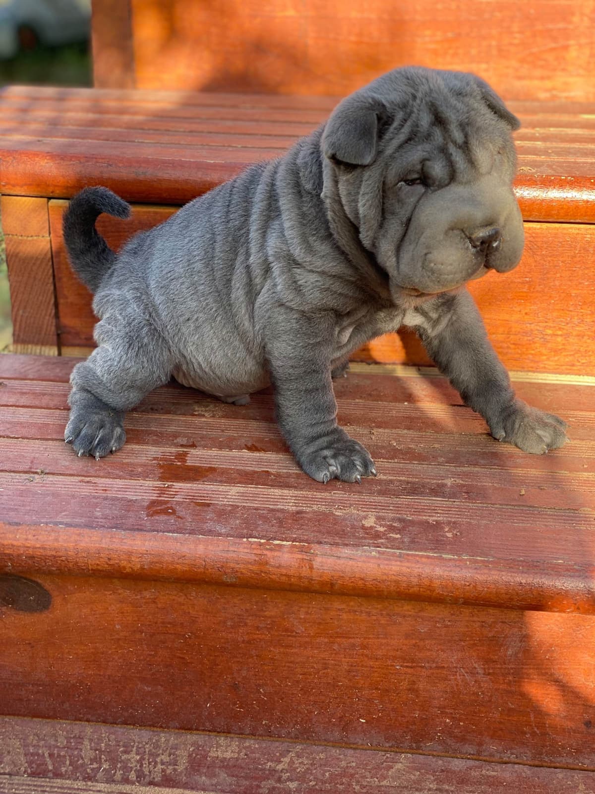 Chinese Shar-Pei Puppies breeder image 3