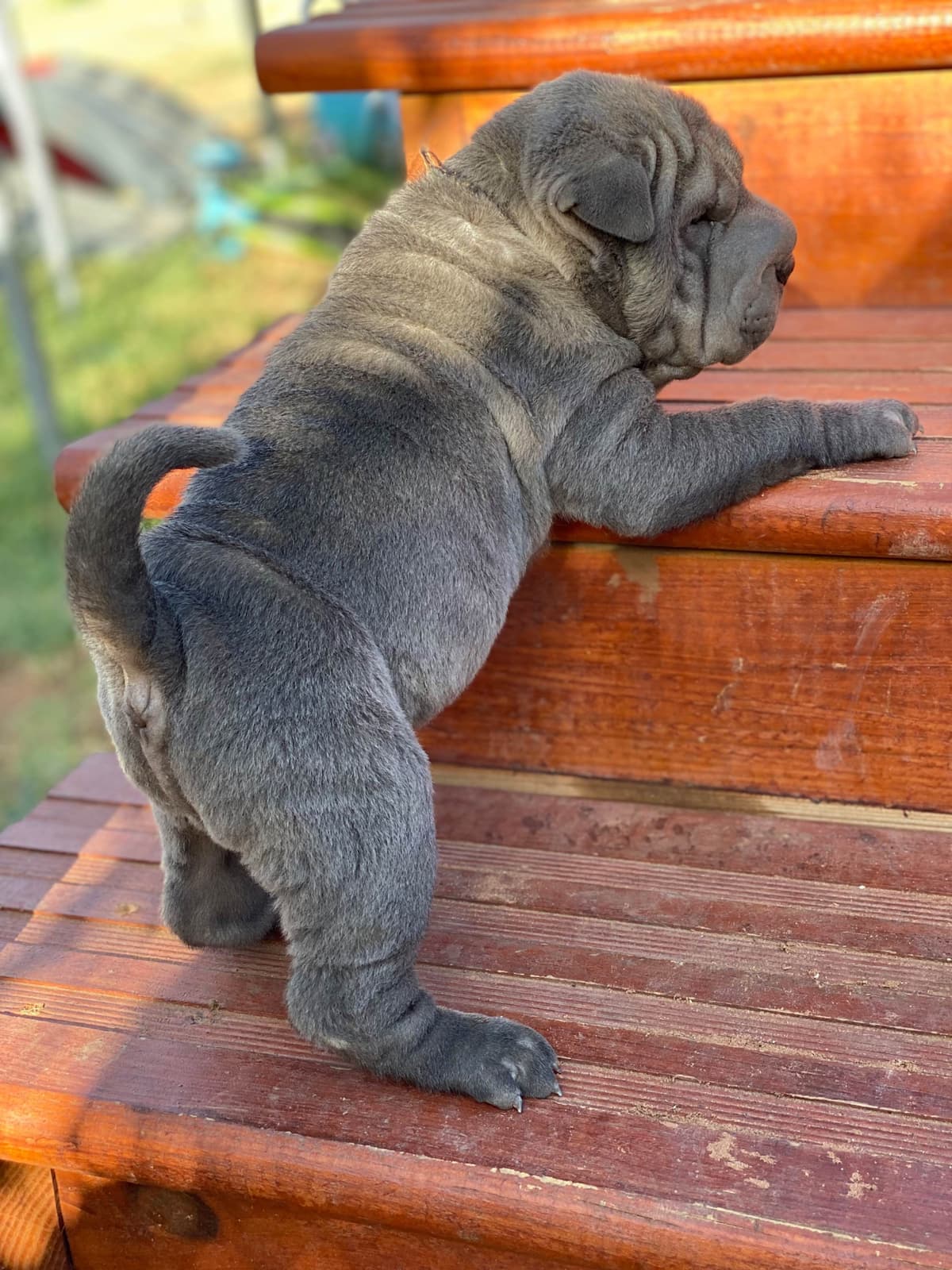 Chinese Shar-Pei Puppies breeder image 4