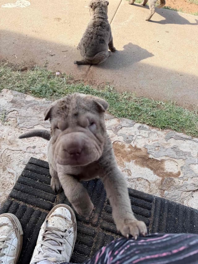 Chinese Shar-Pei Puppies media 3