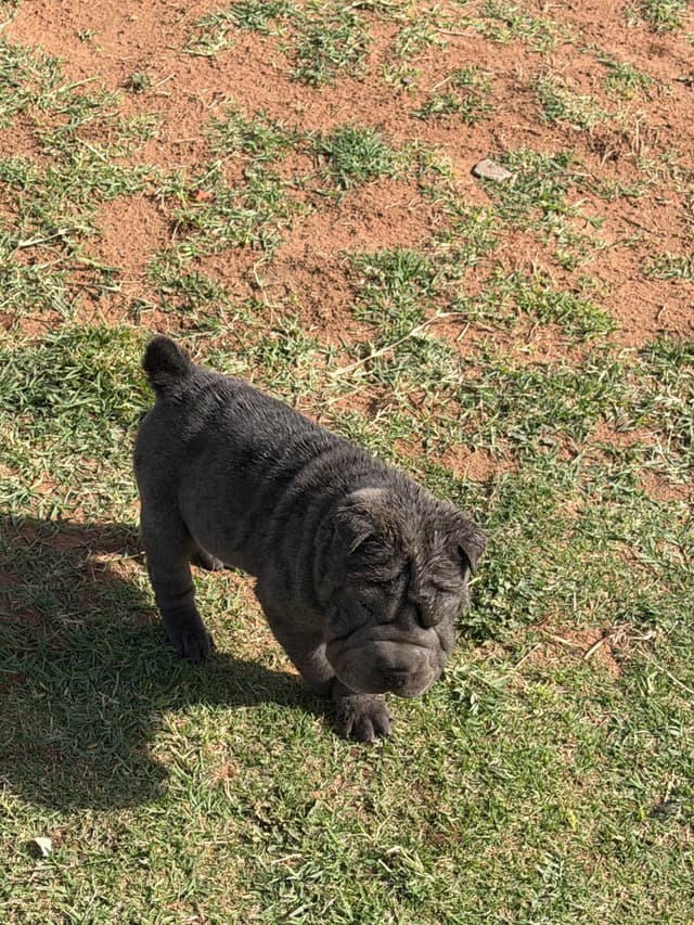 Chinese Shar-Pei Puppies media 4