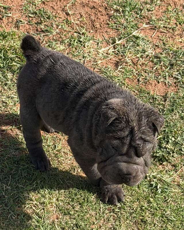 Chinese Shar-Pei Puppies media 5