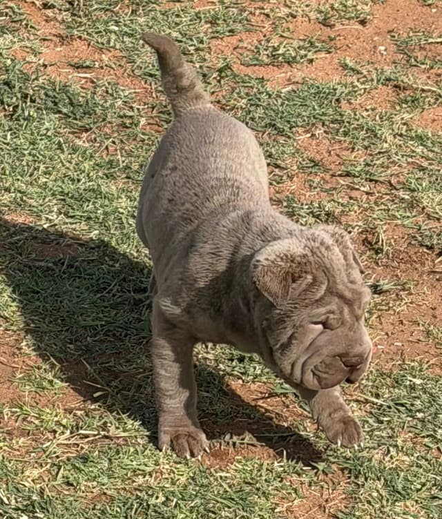 Chinese Shar-Pei Puppies media 6