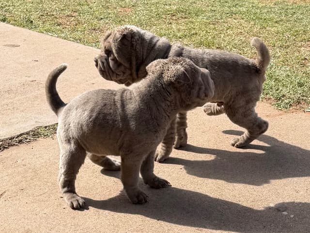 Chinese Shar-Pei Puppies media 7