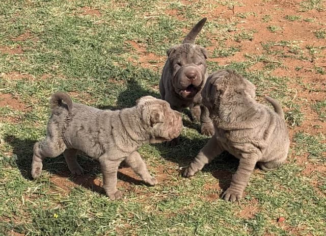 Chinese Shar-Pei Puppies media 8