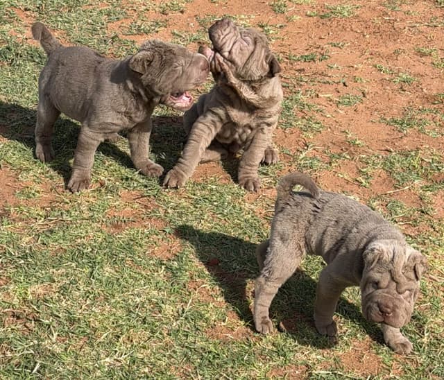 Chinese Shar-Pei Puppies media 9