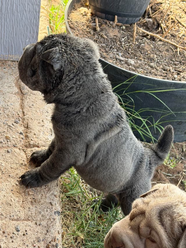 Chinese Shar-Pei Puppies media 10