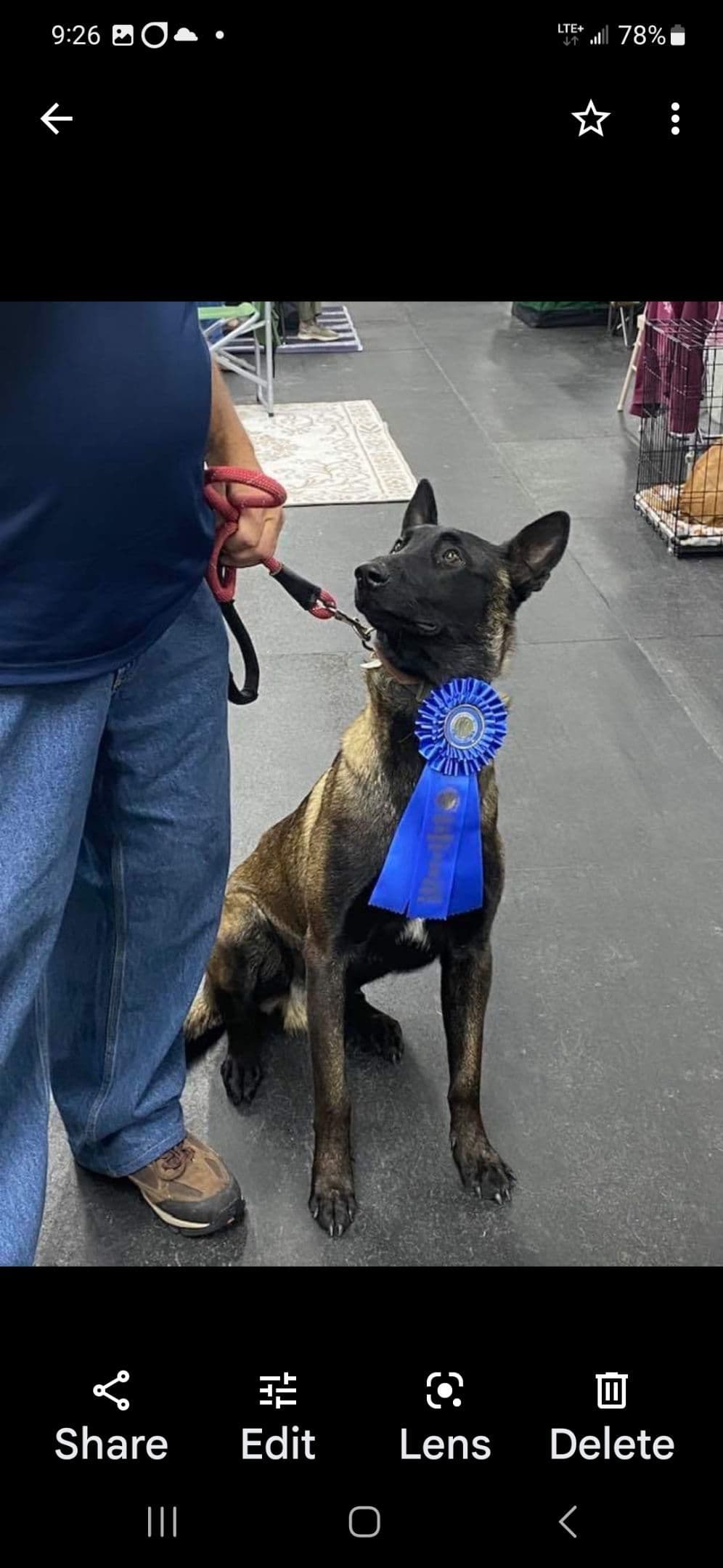 Belgian Malinois Puppies breeder image 1