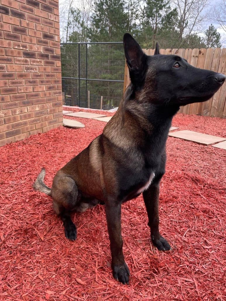 Belgian Malinois Puppies breeder image 3