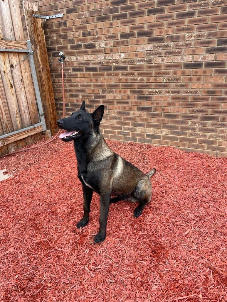 Belgian Malinois Puppies breeder image 4