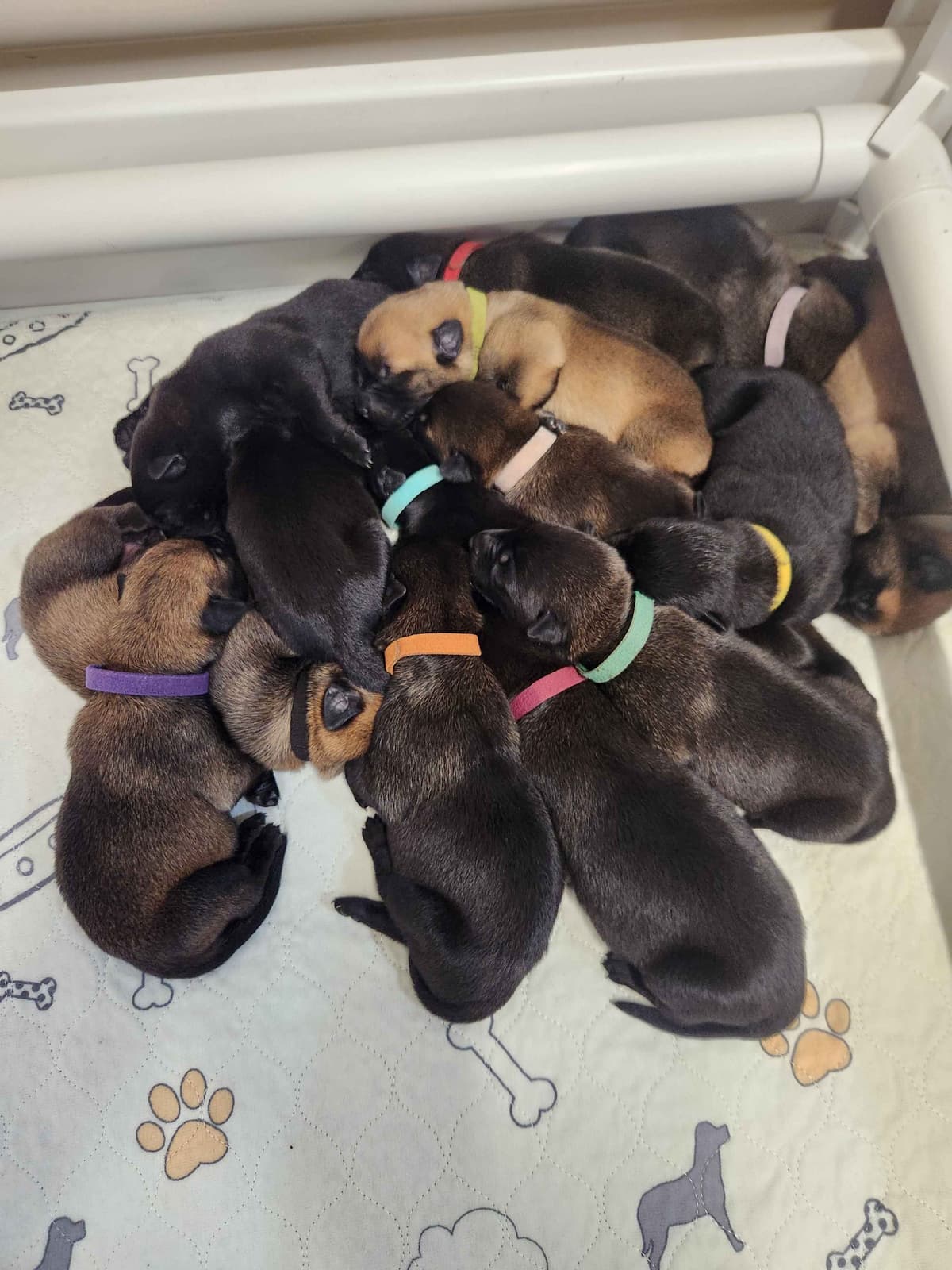 Belgian Malinois Puppies breeder image 5