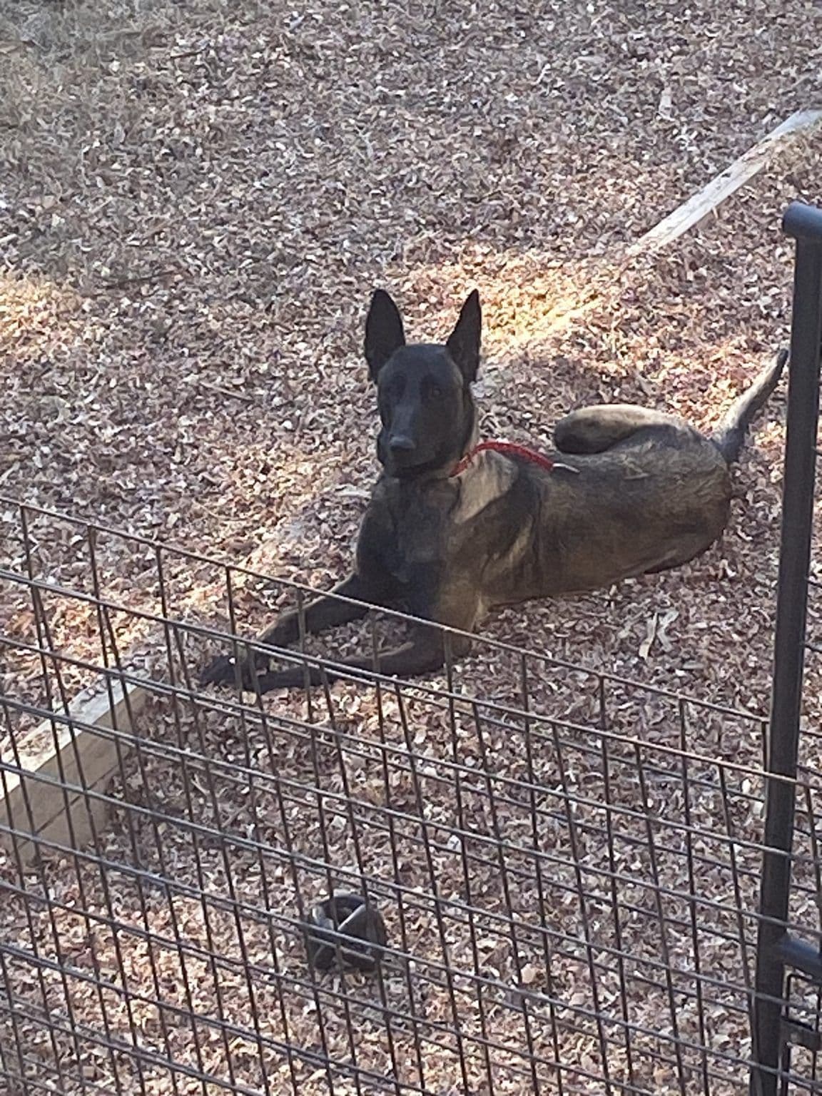 Belgian Malinois Puppies breeder image 7