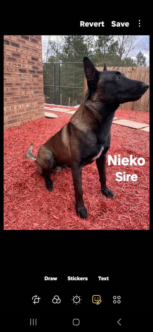 Belgian Malinois Puppies media 2