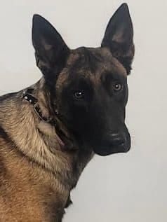 Belgian Malinois Puppies media 3