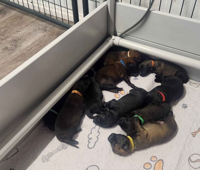 Belgian Malinois Puppies media 4