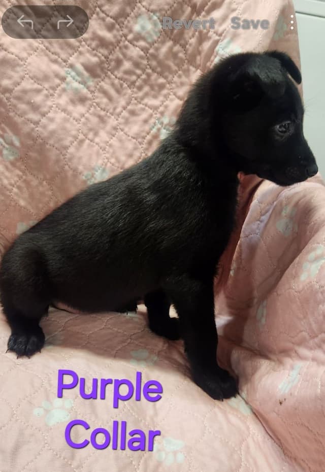 Belgian Malinois Puppies media 5