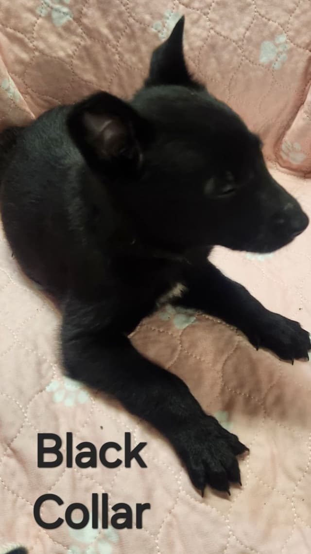 Belgian Malinois Puppies media 6