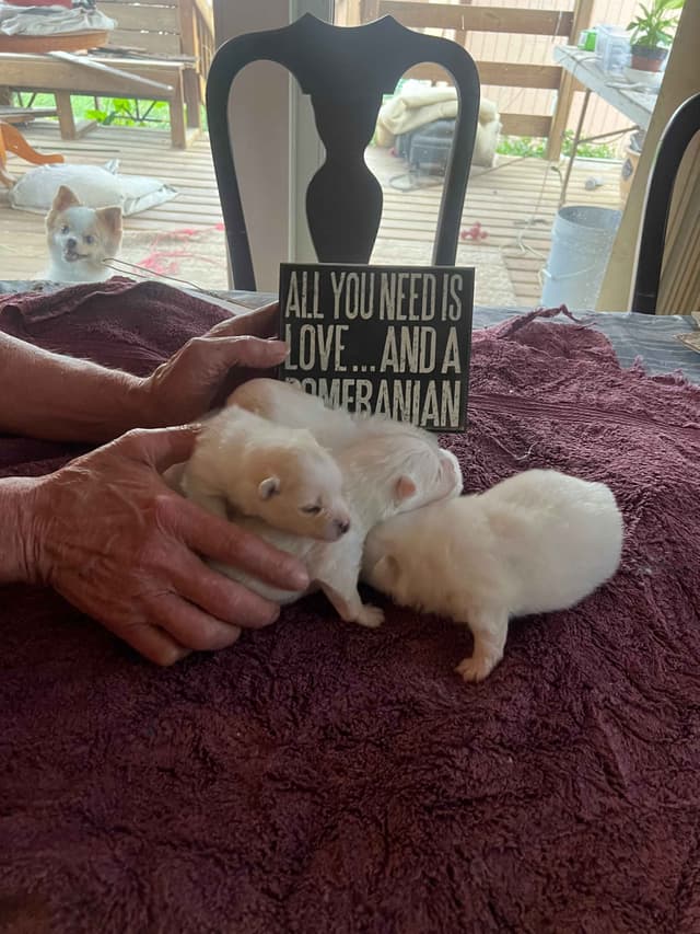 Pomeranian Puppies media 2