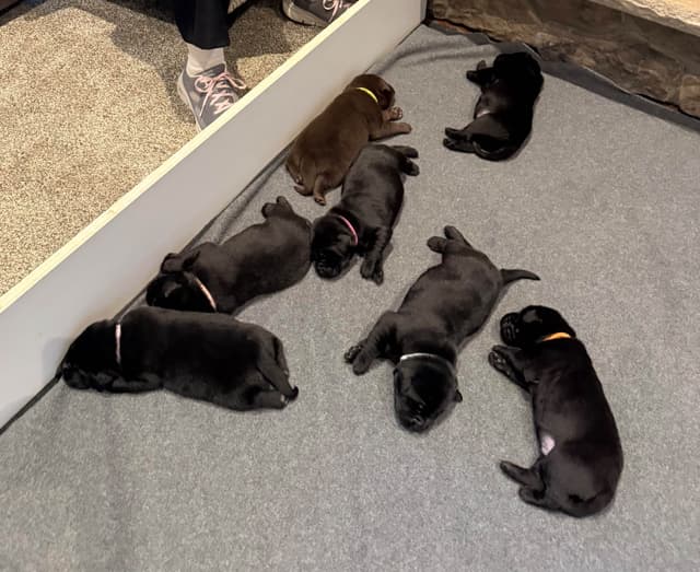 Labrador Retriever Puppies media 2
