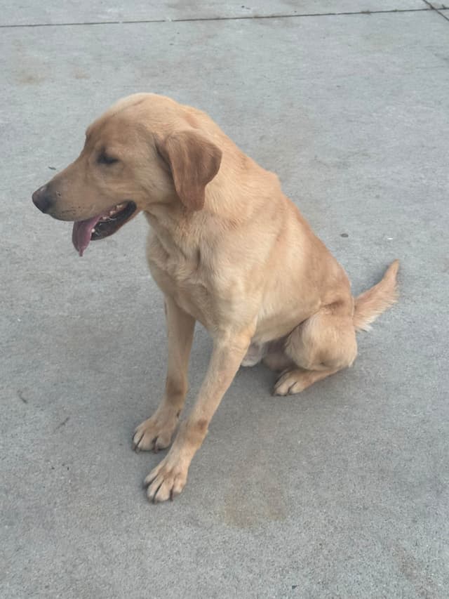 Labrador Retriever Puppies media 4