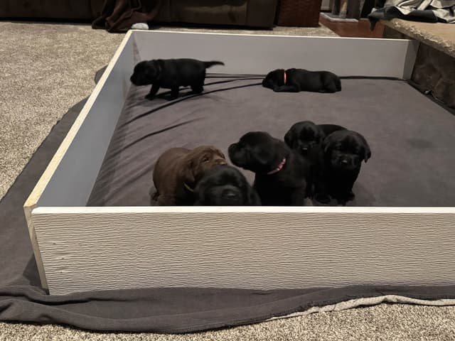 Labrador Retriever Puppies media 3