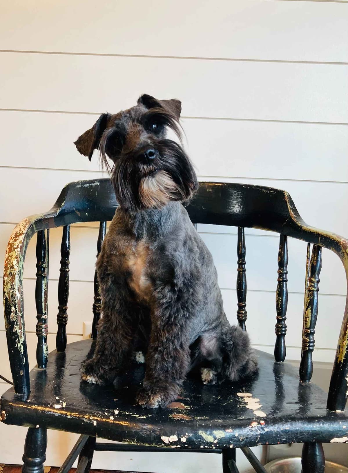 AKC Registered Hypoallergenic Miniature Schnauzer Puppies breeder image 3