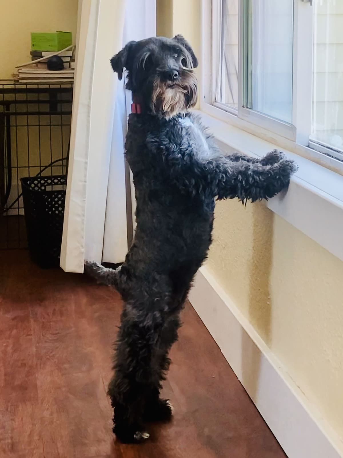 AKC Registered Hypoallergenic Miniature Schnauzer Puppies breeder image 5
