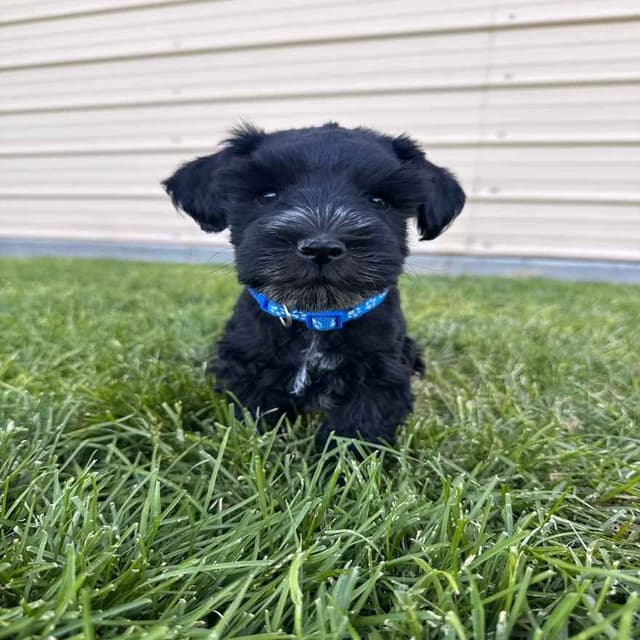 AKC Registered Hypoallergenic Miniature Schnauzer Puppies media 2