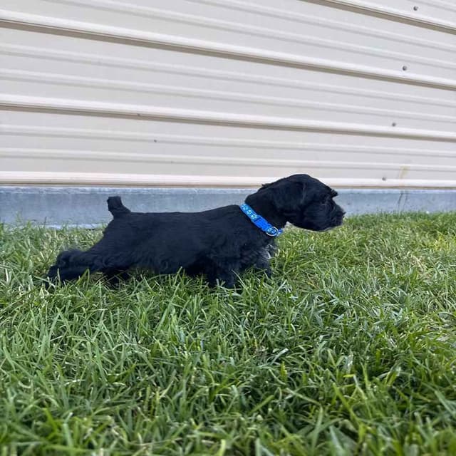 AKC Registered Hypoallergenic Miniature Schnauzer Puppies media 3