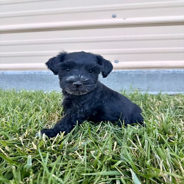 AKC Registered Hypoallergenic Miniature Schnauzer Puppies media 4