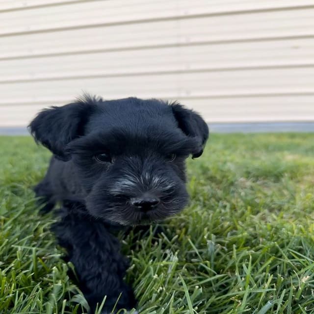 AKC Registered Hypoallergenic Miniature Schnauzer Puppies media 5