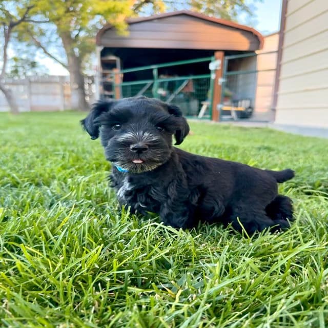 AKC Registered Hypoallergenic Miniature Schnauzer Puppies media 6