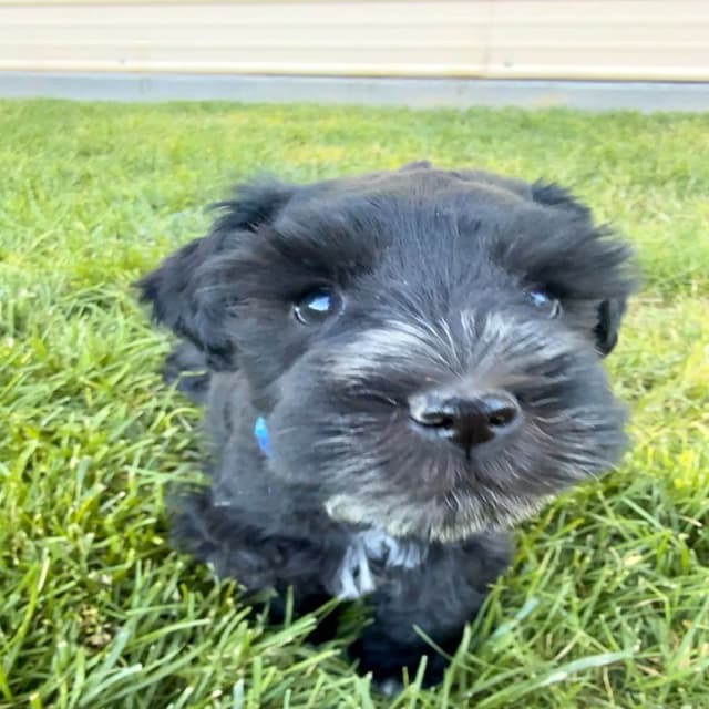 AKC Registered Hypoallergenic Miniature Schnauzer Puppies media 7