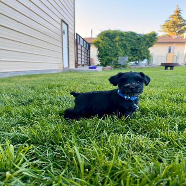 AKC Registered Hypoallergenic Miniature Schnauzer Puppies media 9