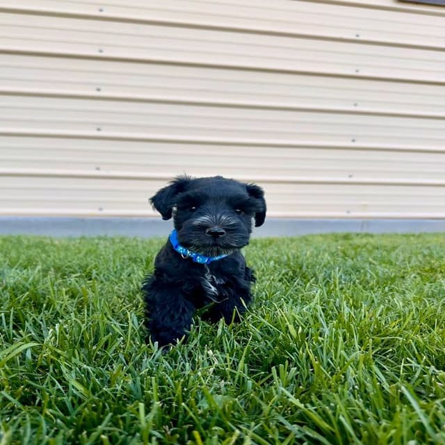 AKC Registered Hypoallergenic Miniature Schnauzer Puppies media 11