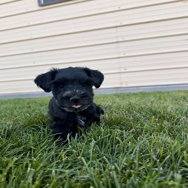 AKC Registered Hypoallergenic Miniature Schnauzer Puppies media 12