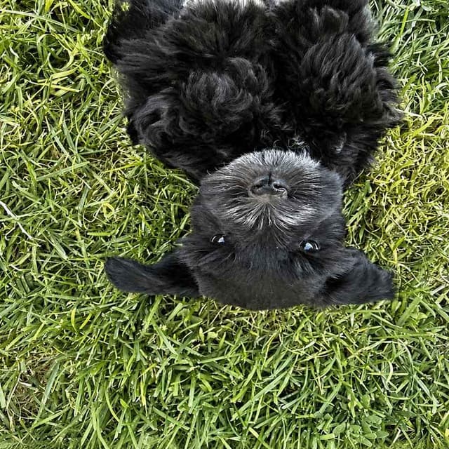 AKC Registered Hypoallergenic Miniature Schnauzer Puppies media 13