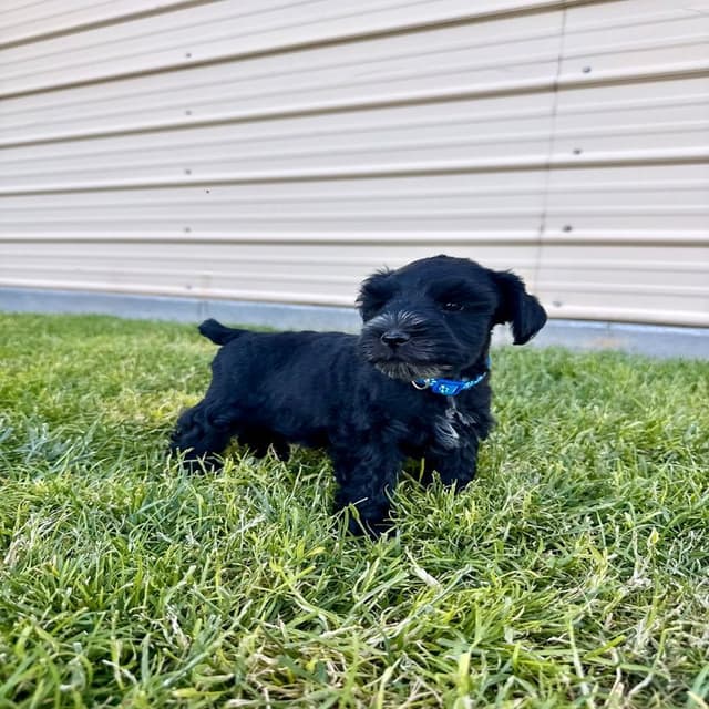 AKC Registered Hypoallergenic Miniature Schnauzer Puppies media 14