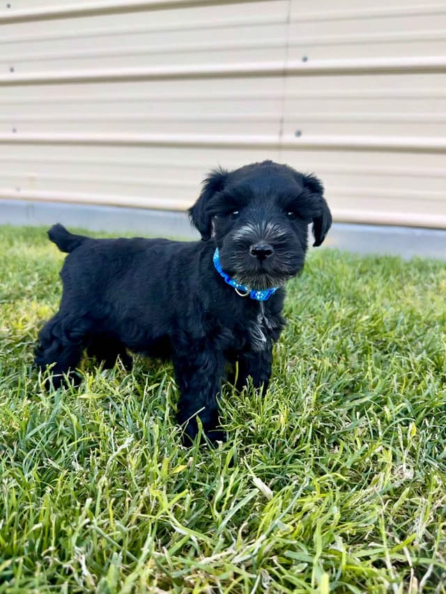 AKC Registered Hypoallergenic Miniature Schnauzer Puppies media 15