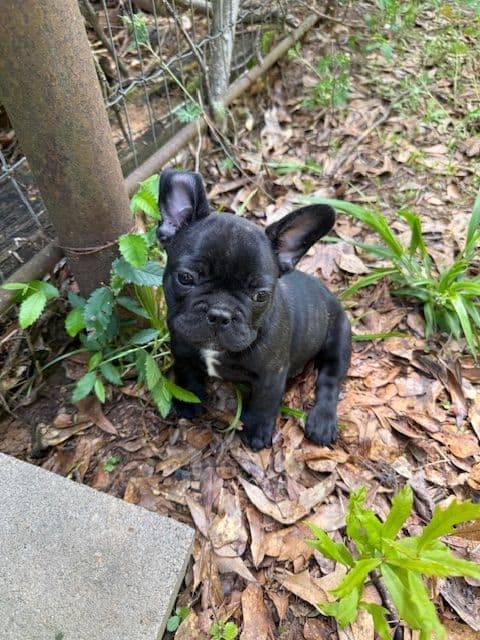 French Bulldog Puppies media 2