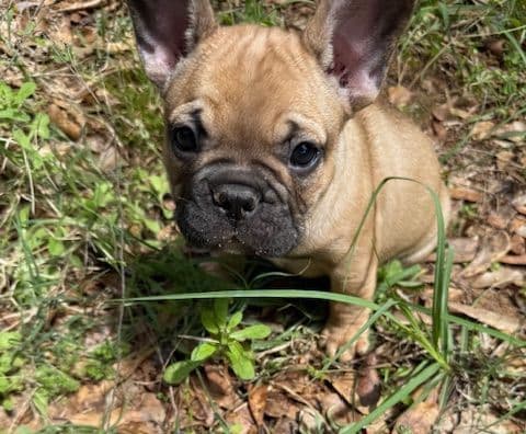 French Bulldog Puppies media 3