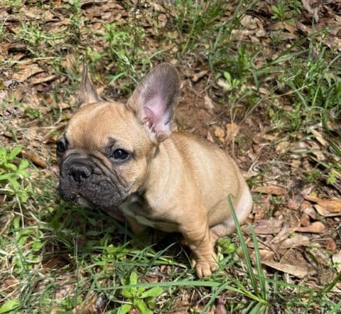French Bulldog Puppies media 4