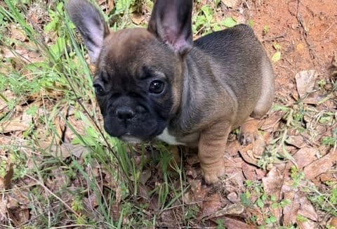 French Bulldog Puppies media 5