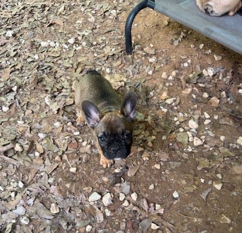 French Bulldog Puppies media 6