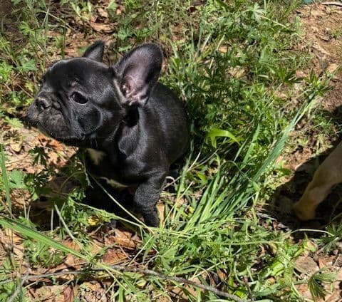 French Bulldog Puppies media 8